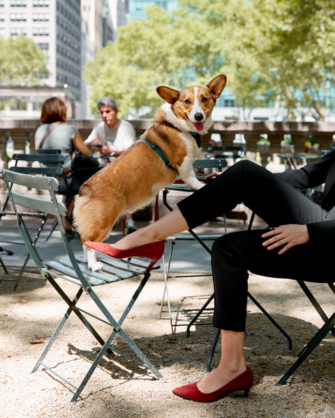 This fall’s chicest accessory is furry, has four legs, and comes in a variety of shapes and colors